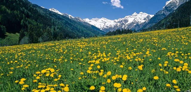 Herzlich Willkommen auf dem Schorerhof im Allgäu (Bayern)